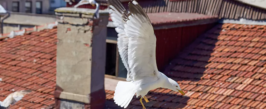 Residential Chimney Animal Removal Solution in Oceanside, CA